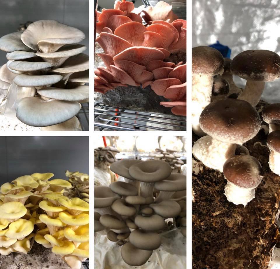 OyShii Mushrooms